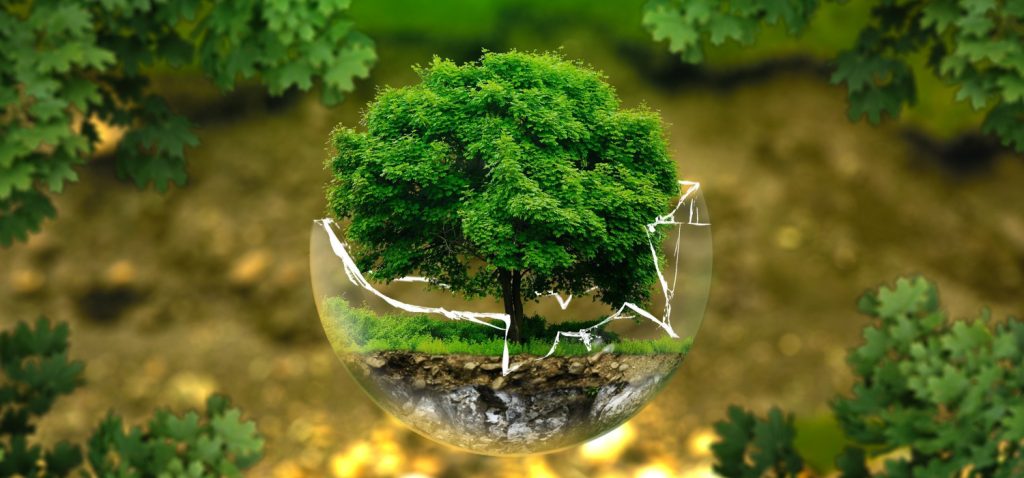 Zielone, rosnące w glebie drzewo, umieszczone w zbitej, szklanej kuli, w tle brązowo-zielona polana otoczona zielonymi liśćmi